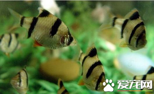 虎皮鱼烂嘴 虎皮鱼换水以后加大粒盐