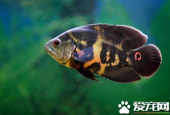 虎皮鱼好不好 当下很不错的一种观赏鱼