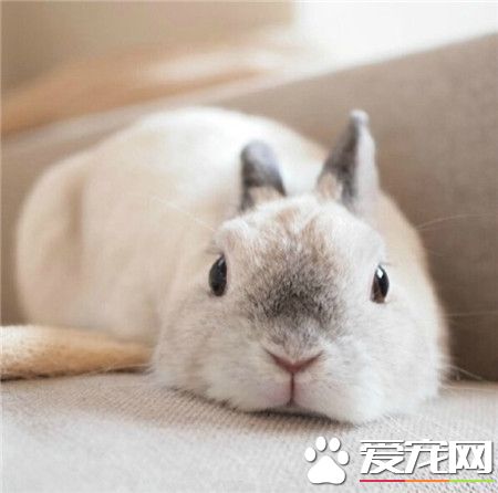 我养的不是兔纸，是一只毛~球~