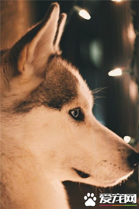 逗逼哈士奇的美感侧脸～千万别看正脸！绝对呆！