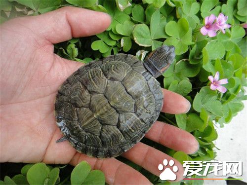 乌龟掉皮怎么回事 乌龟可能患有颈溃疡病