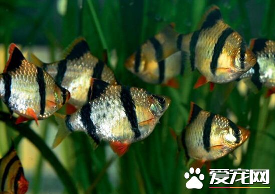 虎皮鱼怎样养 虎皮鱼的饲养方法详解