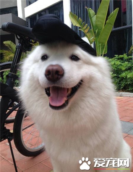 汪星人：主人我和你一起去！