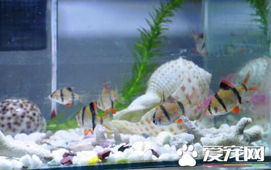 虎皮鱼烂尾巴 虎皮鱼烂尾巴的治疗预防