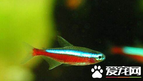 红绿灯鱼怎么分公母 可以从体型上分辨