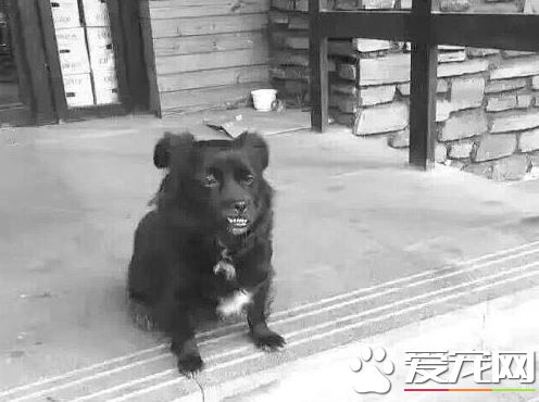 鞍山小黑狗原地守3天3夜 网友急寻主人
