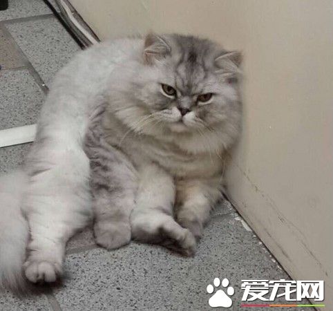 铁门缝强拉出再塞进塑胶袋 金吉拉获救发抖呆坐地板