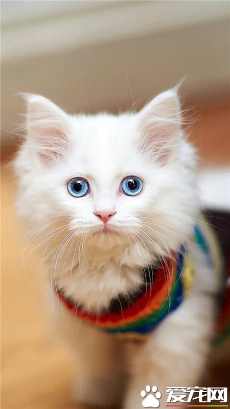 这无辜的小眼神儿。好萌！