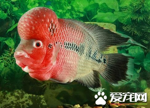 花罗汉起头 花罗汉起头的四个小技巧