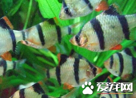 虎皮鱼是热带鱼吗 很常见的热带鱼之一