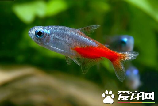 红绿灯鱼能长多大  5CM的话已经算是最大