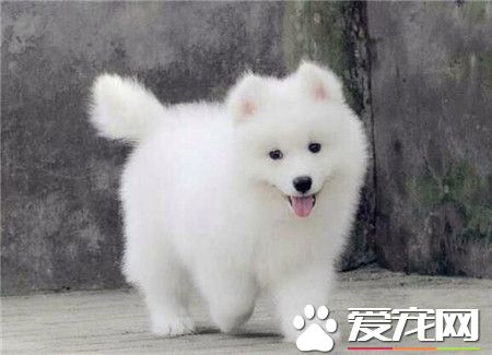 微笑天使——萨摩耶