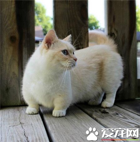 这小短腿儿走路肚子都是一堆泥，哈哈！