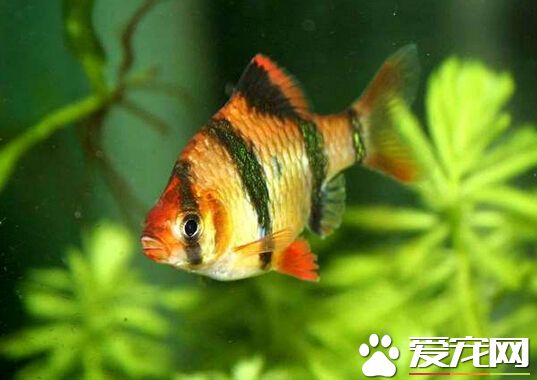 虎皮鱼常见病 虎皮鱼常见病的预防治疗