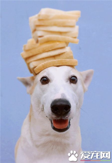 汪星人：看我厉不厉害？我爱吃！