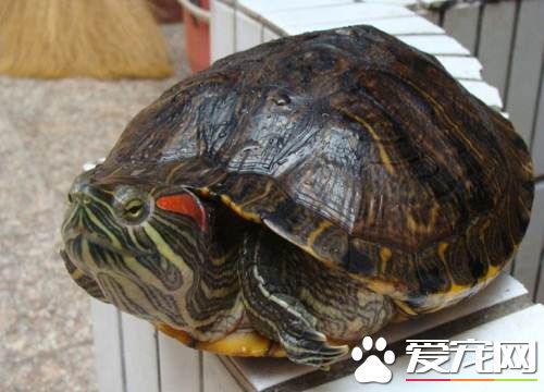 乌龟为什么不睁眼睛 有可能患有白眼病