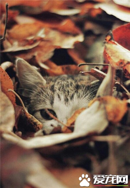 在这里有一个可爱的小眼神儿在看着你！