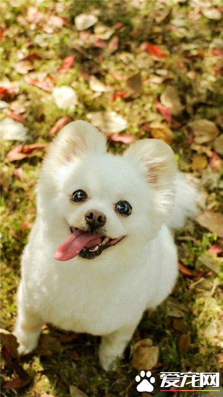 汪星人：好萌，有没有？