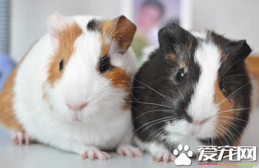 怎样挑选荷兰猪 挑选身体健康性格活泼的