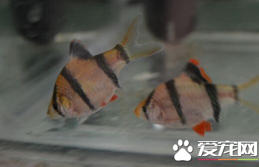 虎皮鱼习性 带大家了解虎皮鱼的生活习性