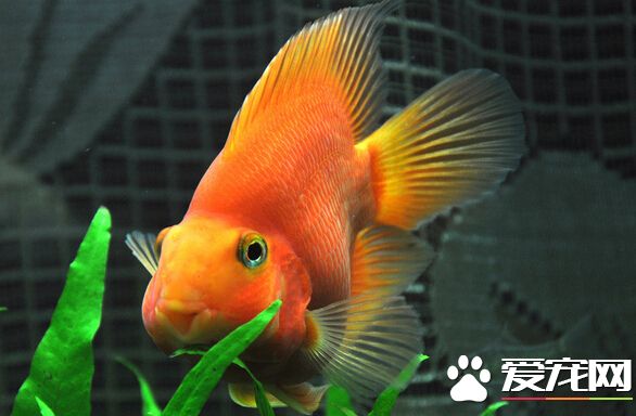 血鹦鹉烂鳃病 我们要合理的使用药物