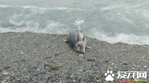 强颱莫兰蒂逼近 弗氏海豚搁浅七星潭死亡