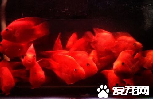 血鹦鹉鱼白点病 最实用的方法提升水温