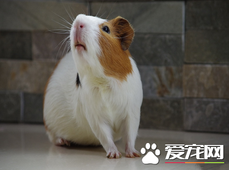 荷兰猪拉肚子怎么办 碾碎抗生素药物喂食