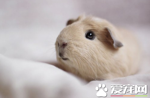 荷兰猪能洗澡吗 新到家的荷兰猪不建议洗澡