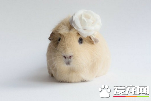 荷兰猪厌食症的症状 不断消瘦或是不再增长体重