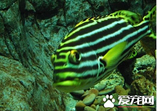 斑马鱼公母 可以从斑马鱼的体型上分辨