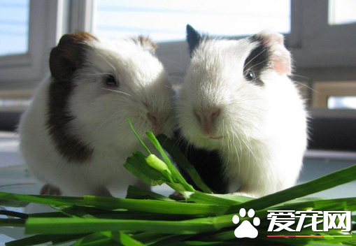 怎么挑选豚鼠 把握好7点轻松挑选荷兰猪