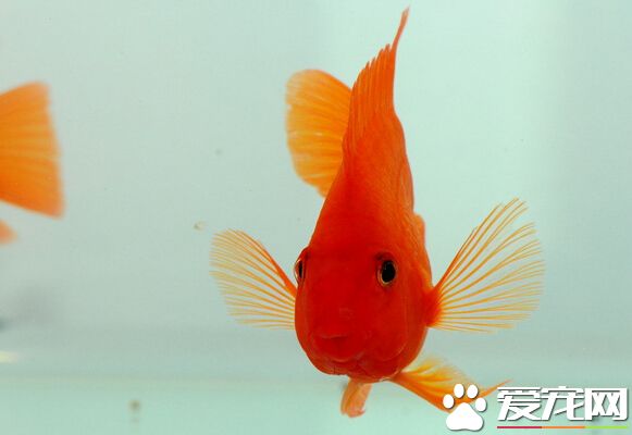 血鹦鹉鱼眼病 药物治疗其眼病的小技巧