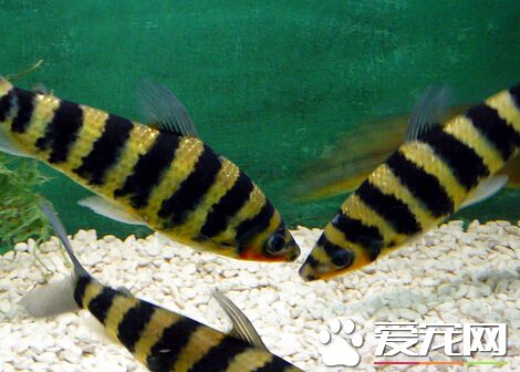 斑马鱼筛选 有数十种品种等你来挑选