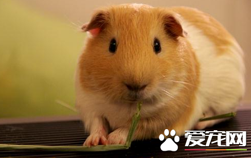 养豚鼠的注意事项 养豚鼠应遵守两项基本原则