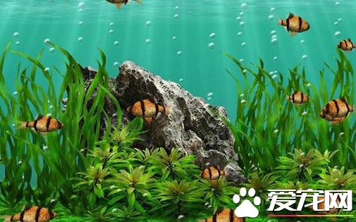 虎皮鱼褪色 虎皮鱼褪色的治疗方法详解