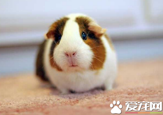 豚鼠和仓鼠有什么差别 豚鼠的寿命比较长