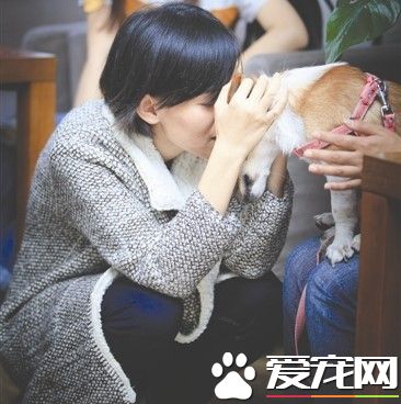 患癌远赴成都 亲自送养爱犬