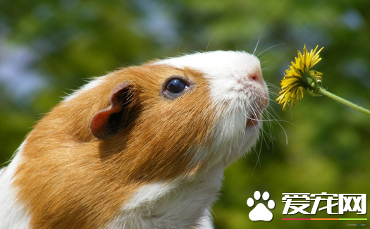 豚鼠怎么养才不会死 吃的蔬菜水果要洗干净