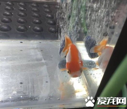 吞下鱼缸小石头呼吸困难 小金鱼抢救烧掉500美金