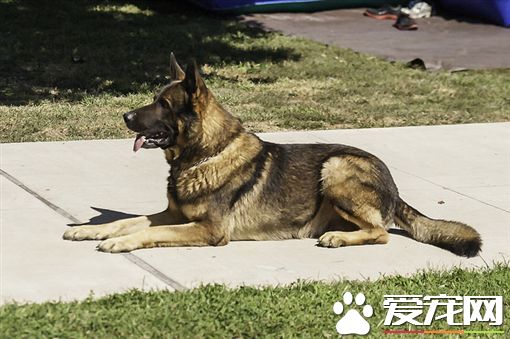 警犬受表扬太紧张 场面宛如结婚典礼