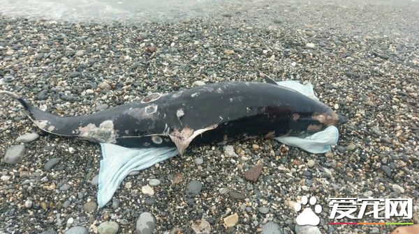 强颱莫兰蒂逼近 弗氏海豚搁浅七星潭死亡