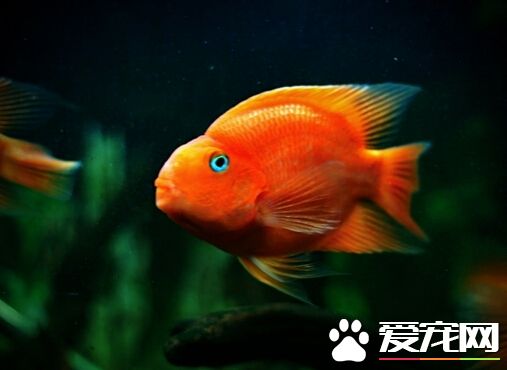 血鹦鹉鱼怎么样 当下很不错的观赏鱼之一
