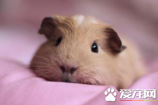 豚鼠也有寄生虫 如何杀灭荷兰猪体外寄生虫