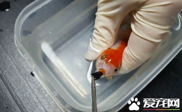 吞下鱼缸小石头呼吸困难 小金鱼抢救烧掉500美金