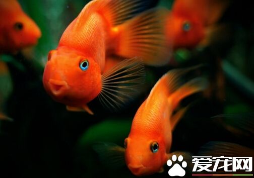 最大血鹦鹉 最大的血鹦鹉鱼有近20厘米