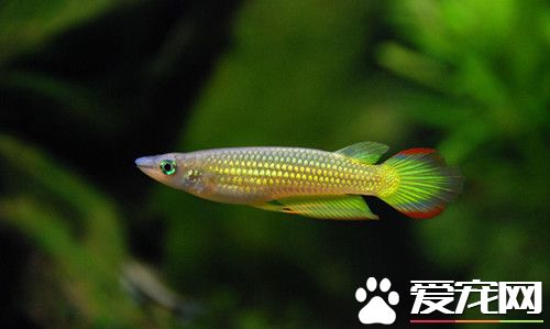 怎么养好非热带海水鱼 水温锁定在25-26℃