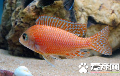 怎么养好中型水草缸 最好要充二氧化碳