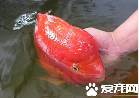 血鹦鹉怕人 解决鹦鹉鱼怕人的三种做法