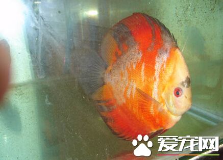 红宝石鱼饲养 红宝石鱼饲养的细节分享